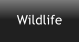 Wildlife