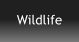 Wildlife
